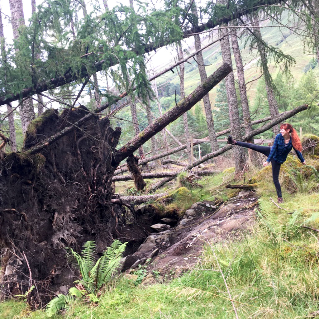 Umgestürzter Baum in Schottland