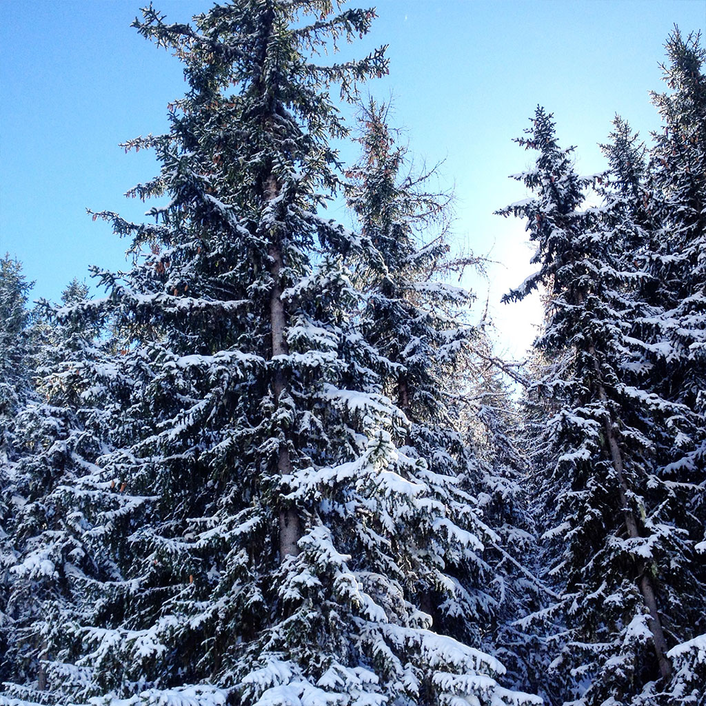 Oesterreich, Schladming Tannen im Schnee