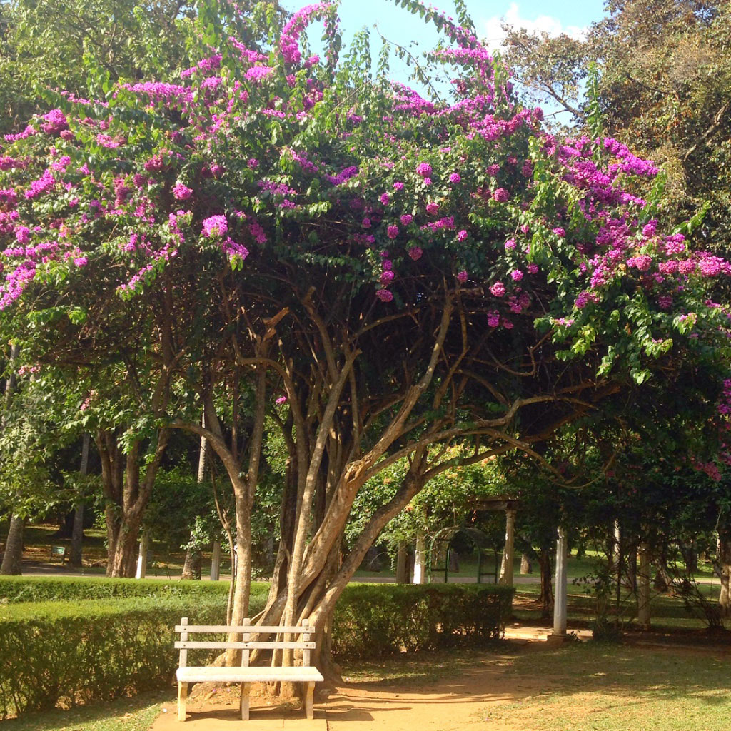 Botanischer Garten in Sri Lanka
