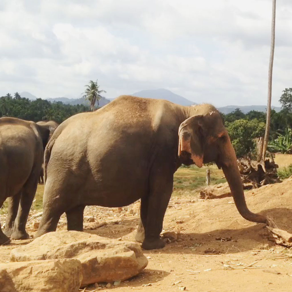 Elefantenwaisenhaus in Sri Lanka