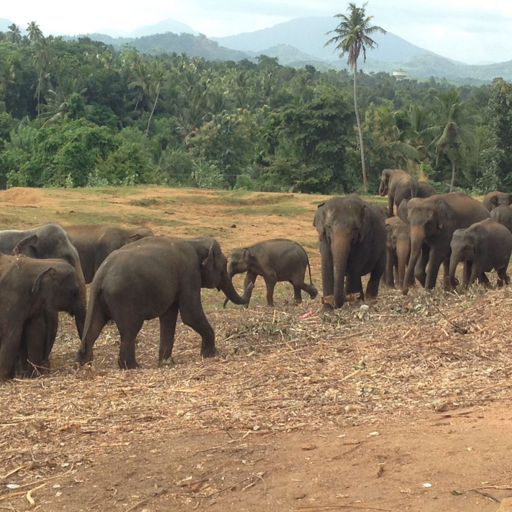 Elefantenwaisenhaus in Sri Lanka