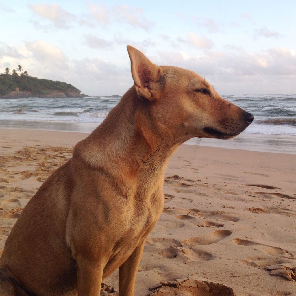 Herrenloser Hund am Strand von Sri Lanka