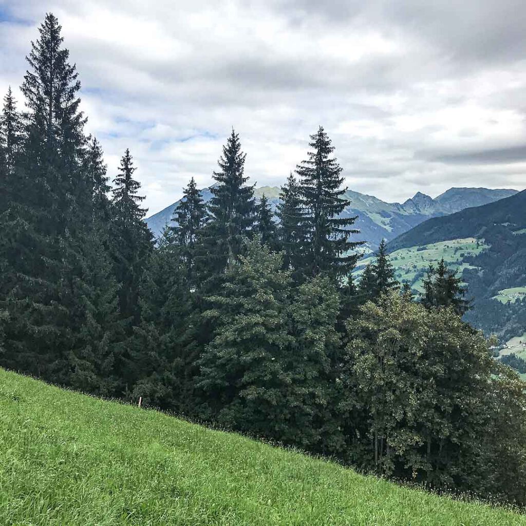 Österreich Aschau Zillertal Bäume